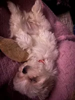 AKC Bindi girl, a female Maltese for sale in Auburn, WA – Photo 8 of 8