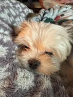 AKC Bindi girl, a female Maltese for sale in Auburn, WA – Photo 7 of 8