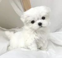 AKC Bindi girl teacup, a female Maltese for sale in Auburn, WA – Photo 1 of 9