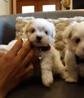 AKC Bindi girl, a female Maltese for sale in Auburn, WA – Photo 1 of 8