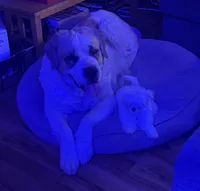 AKC Bindi girl, a female Maltese for sale in Auburn, WA – Photo 3 of 8