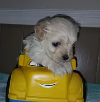 Angel, a female Havanese for sale in Arab, AL – 6 of 7