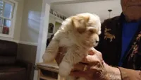 Angel, a female Havanese for sale in Arab, AL – 3 of 7