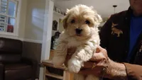 Angel, a female Havanese for sale in Arab, AL – 2 of 7