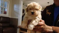 Angel, a female Havanese for sale in Arab, AL – 1 of 7