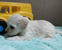 Angel, a female Havanese for sale in Arab, AL – 7 of 7