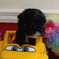 AKC SHADOW, a male Havanese for sale in Arab, AL – Photo 8 of 9