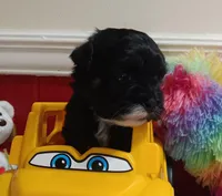 AKC SHADOW, a male Havanese for sale in Arab, AL – Photo 8 of 9