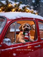 AKC SHADOW, a male Havanese for sale in Arab, AL – Photo 5 of 9