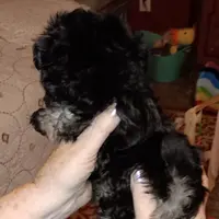 AKC SHADOW, a male Havanese for sale in Arab, AL – Photo 3 of 9