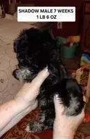 AKC SHADOW, a male Havanese for sale in Arab, AL – Photo 3 of 9