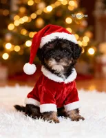 AKC SHADOW, a male Havanese for sale in Arab, AL – Photo 1 of 9