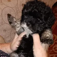 AKC SHADOW, a male Havanese for sale in Arab, AL – Photo 4 of 9