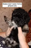 AKC SHADOW, a male Havanese for sale in Arab, AL – Photo 4 of 9