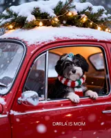 AKC SHADOW, a male Havanese for sale in Arab, AL – Photo 6 of 9