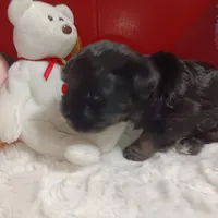 AKC SHADOW, a male Havanese for sale in Arab, AL – Photo 9 of 9