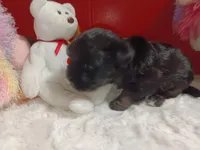 AKC SHADOW, a male Havanese for sale in Arab, AL – Photo 9 of 9