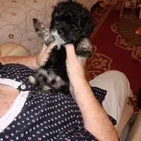 AKC SHADOW, a male Havanese for sale in Arab, AL – Photo 7 of 9