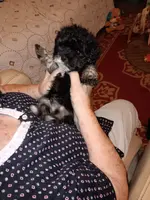 AKC SHADOW, a male Havanese for sale in Arab, AL – Photo 7 of 9