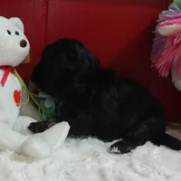 AKC SHADOW, a male Havanese for sale in Arab, AL – Photo 2 of 9