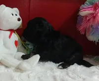 AKC SHADOW, a male Havanese for sale in Arab, AL – Photo 2 of 9