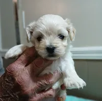 Angel, a female Havanese for sale in Arab, AL – 4 of 7