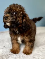 f1b Mini Bernedoodle, a female Poodle - Miniature  and Miniature Bernedoodle for sale in Honolulu, HI – 4 of 4