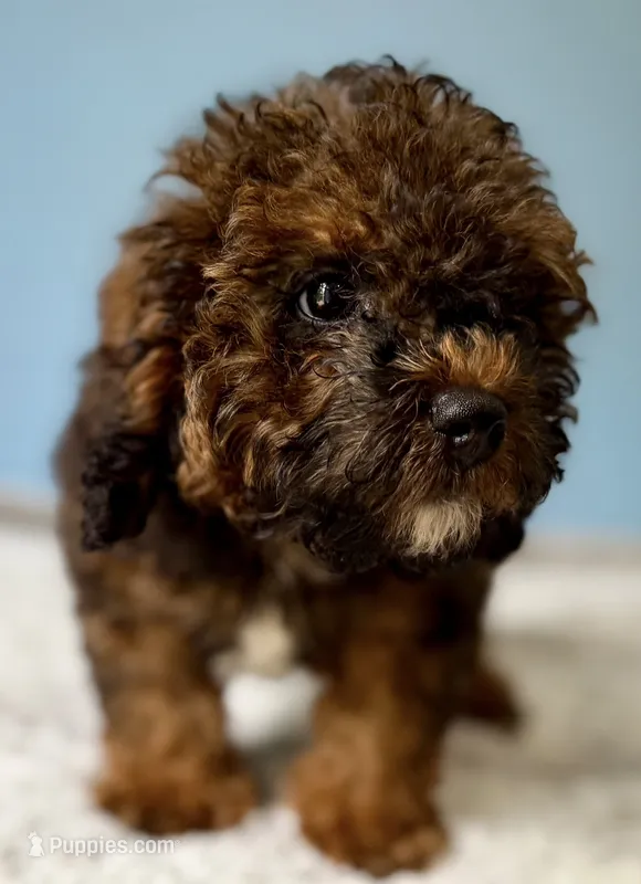 f1b Mini Bernedoodle – Poodle - Miniature , Miniature Bernedoodle puppy for sale in Honolulu, HI