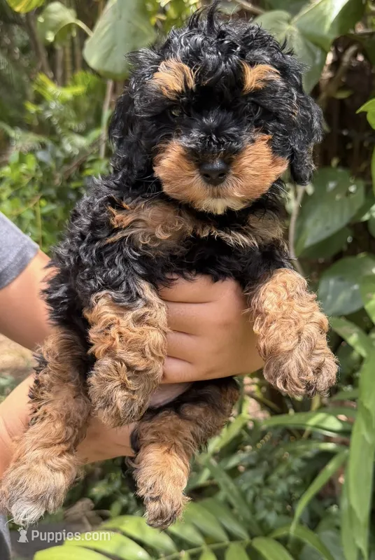 f1b Mini Bernedoodle – Poodle - Miniature , Miniature Bernedoodle puppy for sale in Honolulu, HI