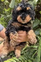 f1b Mini Bernedoodle, a male Poodle - Miniature  and Miniature Bernedoodle for sale in Honolulu, HI – 1 of 1