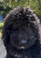 f1b Mini Bernedoodle, a male Poodle - Miniature  and Miniature Bernedoodle for sale in Honolulu, HI – 2 of 2