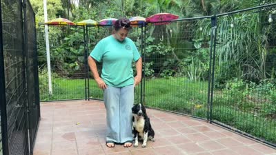 Penny, a female Miniature Bernedoodle and Golden Mountain Doodle for sale in Honolulu, HI – 2 of 2