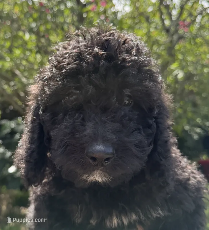 f1b Mini Bernedoodle – Poodle - Miniature , Miniature Bernedoodle puppy for sale in Honolulu, HI
