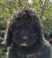 f1b Mini Bernedoodle, a male Poodle - Miniature  and Miniature Bernedoodle for sale in Honolulu, HI – 1 of 2