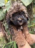 f1b Mini Bernedoodle, a female Poodle - Miniature  and Miniature Bernedoodle for sale in Honolulu, HI – 2 of 2