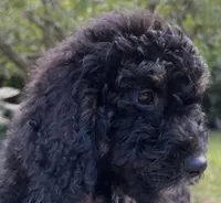 Male Tricolor Mini F1b Bernedoodle, a male Poodle - Miniature  and Miniature Bernedoodle for sale in Honolulu, HI – 2 of 2