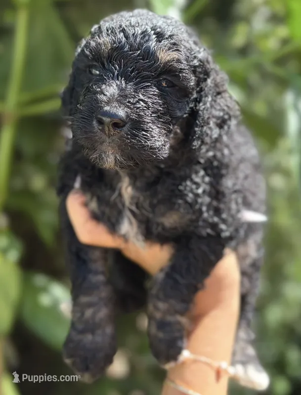 f1b Mini Bernedoodle – Poodle - Miniature , Miniature Bernedoodle puppy for sale in Honolulu, HI