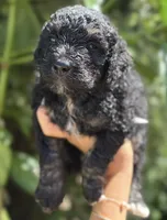 f1b Mini Bernedoodle, a male Poodle - Miniature  and Miniature Bernedoodle for sale in Honolulu, HI – 1 of 1