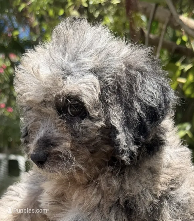 f1b Mini Bernedoodle – Poodle - Miniature , Miniature Bernedoodle puppy for sale in Honolulu, HI