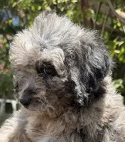 f1b Mini Bernedoodle, a female Poodle - Miniature  and Miniature Bernedoodle for sale in Honolulu, HI – 1 of 1
