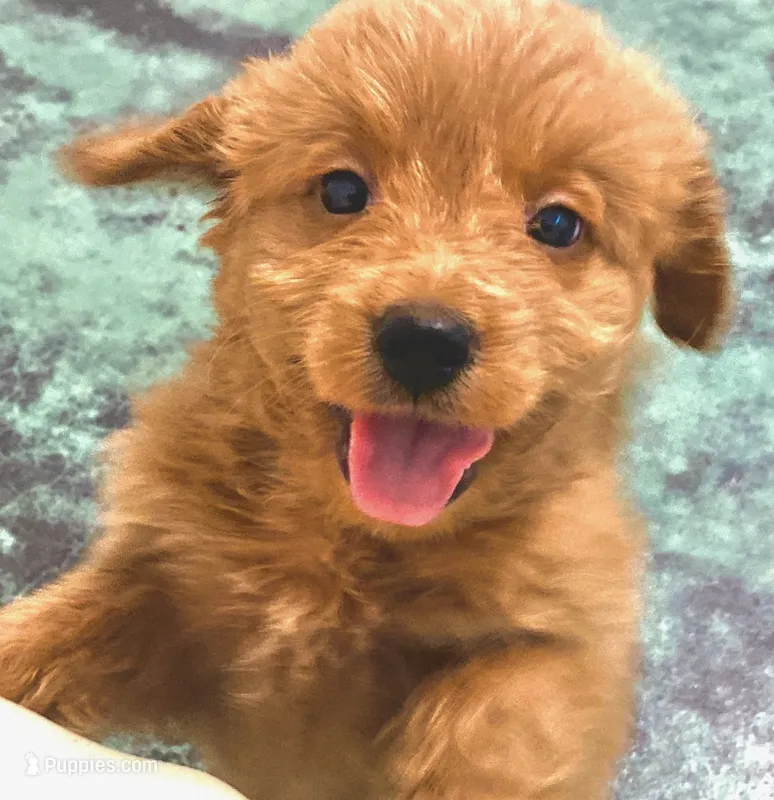 f1b Mini Bernedoodle