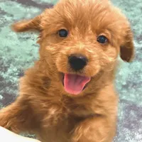 f1b Mini Bernedoodle, a male Poodle - Miniature  and Golden Mountain Doodle for sale in Honolulu, HI – Photo 1 of 2
