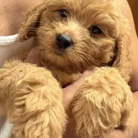 f1b Mini Bernedoodle, a male Poodle - Miniature  and Golden Mountain Doodle for sale in Honolulu, HI – Photo 2 of 2
