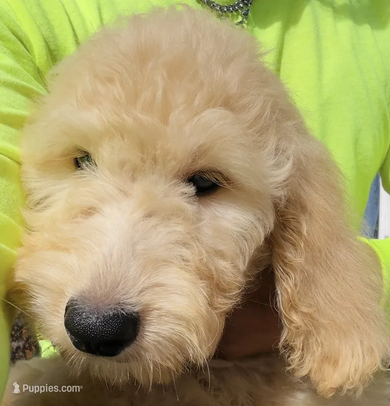 F1 Standard Goldendoodle