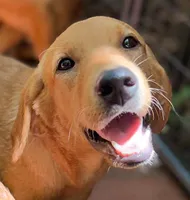 Labrador Retriever, a female Labrador Retriever for sale in Honolulu, HI – Photo 1 of 2