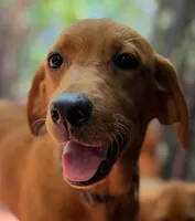 Labrador Retriever, a female Labrador Retriever for sale in Honolulu, HI – Photo 2 of 2