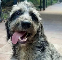 Misty, a female Goldendoodle and Golden Mountain Doodle for sale in Honolulu, HI – 1 of 3