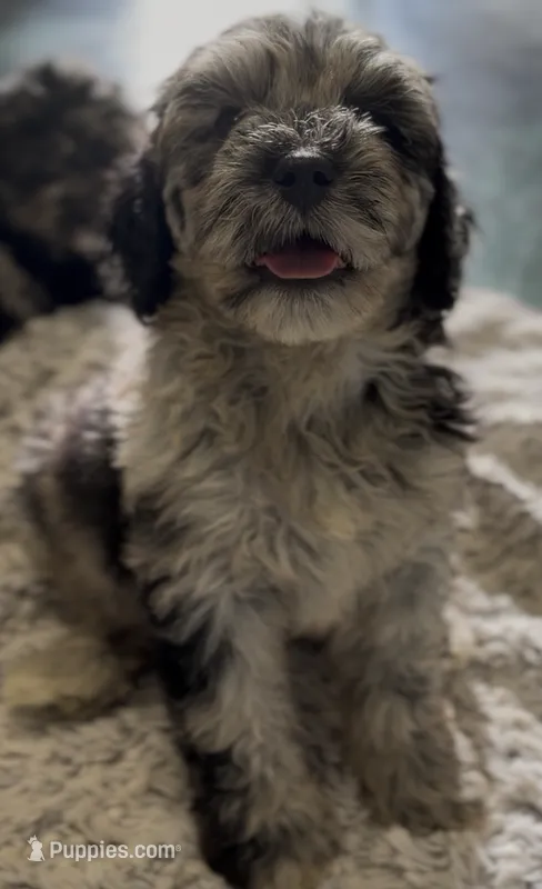 f1b Mini Bernedoodle – Poodle - Miniature , Miniature Bernedoodle puppy on hold in Honolulu, HI