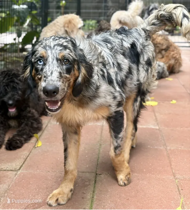 Nalo – Goldendoodle, Miniature Bernedoodle puppy for sale in Honolulu, HI