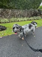Misty, a female Goldendoodle and Golden Mountain Doodle for sale in Honolulu, HI – 3 of 3